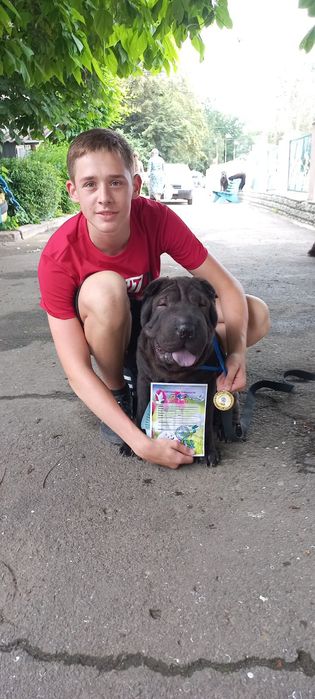 Вязка собак , черный шарпей