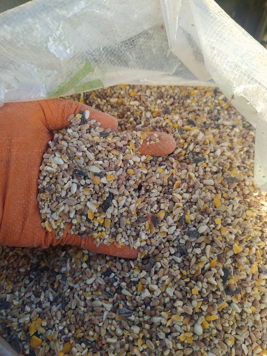 Ovos Galinhas Criadas Ar Livre, Alimentação Saudável