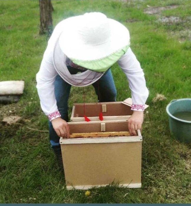 Бджолопакети, пчелопакети