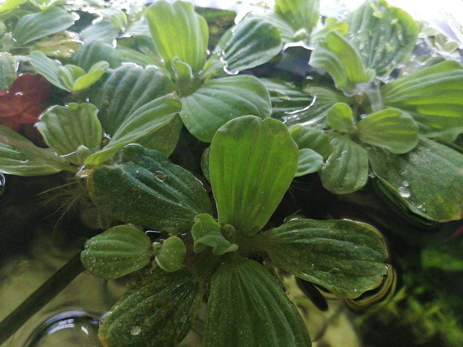 Pistia do akwarium roślina 4szt