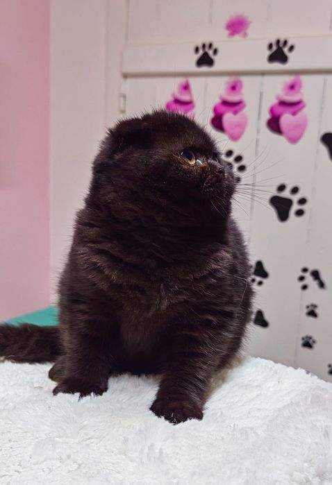 Menino scottish fold