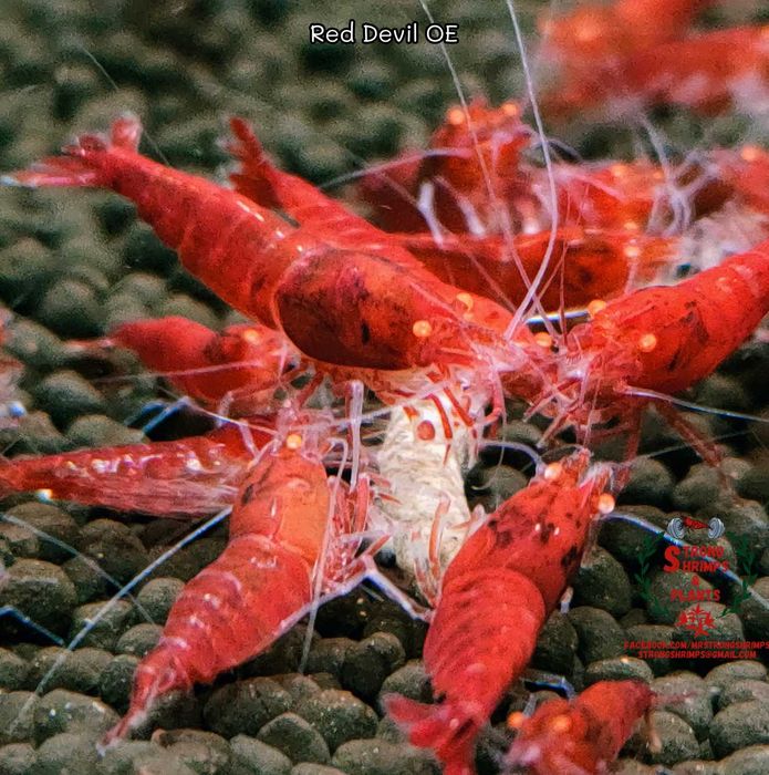 Krewetki Caridina Red Devil OE Orange Eyes ZAMIANA GRATIS PROMOCJA