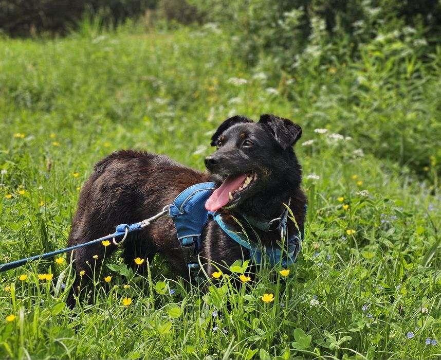Kminek - niewielki, czarny, uroczy psiak