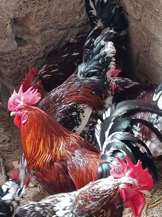 Півень породи Лівенська ситцева.