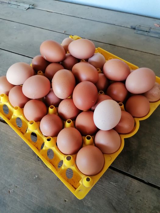 Ovos    caseiros