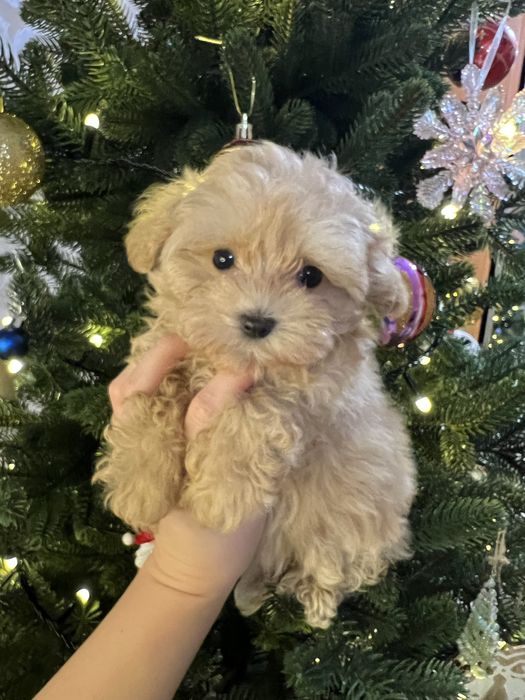 Мальтипу , мальтіпу , міні дівчинка мальтіпу з доставкою