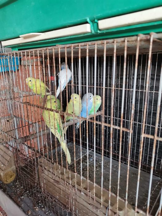 Periquitos Australianos