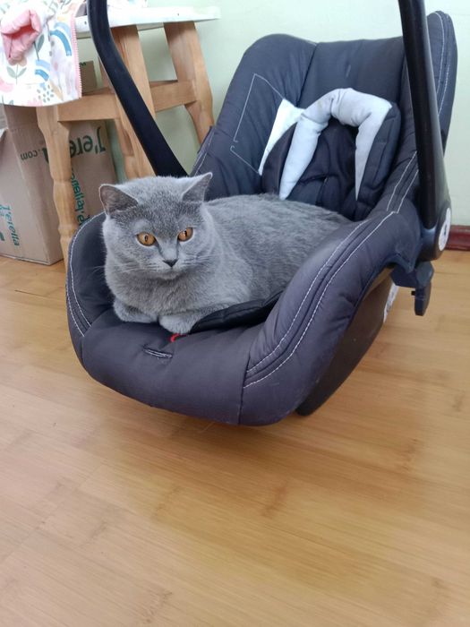 Бронювання шотланських котиків