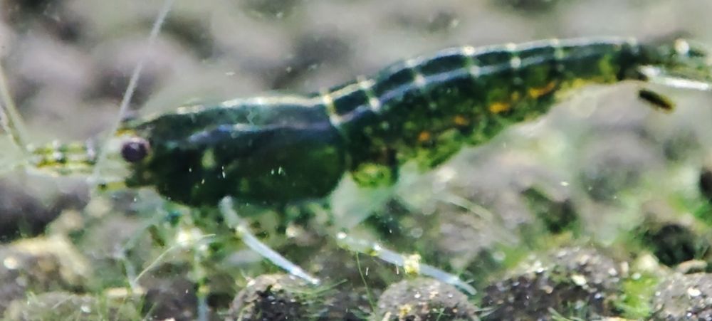 Krewetki Neocaridina Green Yade