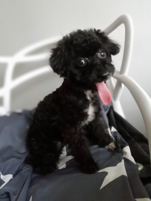 Мальтіпушки дівчаткаF2