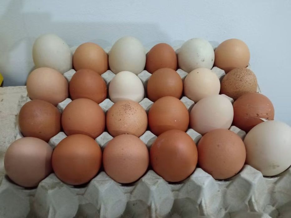 Vendo ovos caseiros