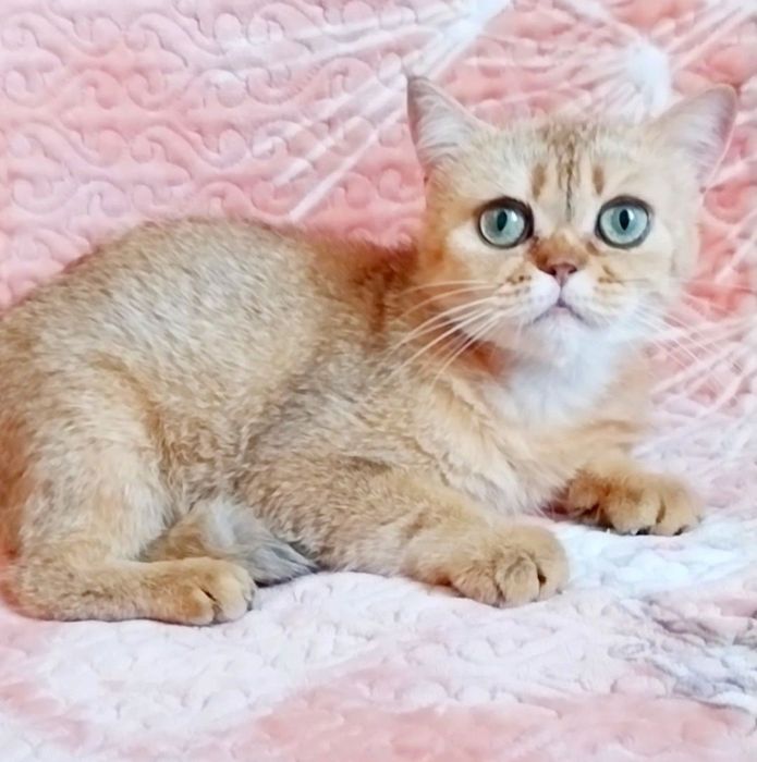 Золотая шиншилла девочка милашка