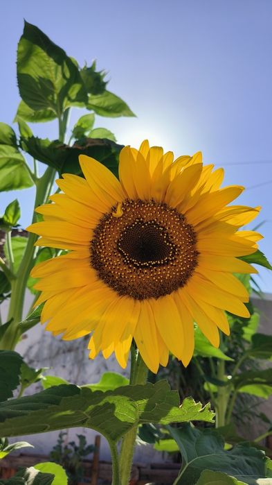 Sementes girassol Califórnia wonder