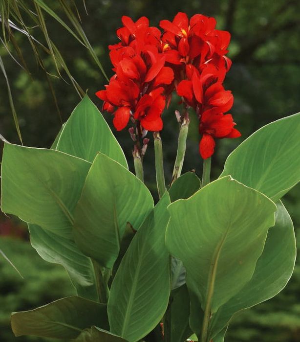 Kana kanna paciorecznik