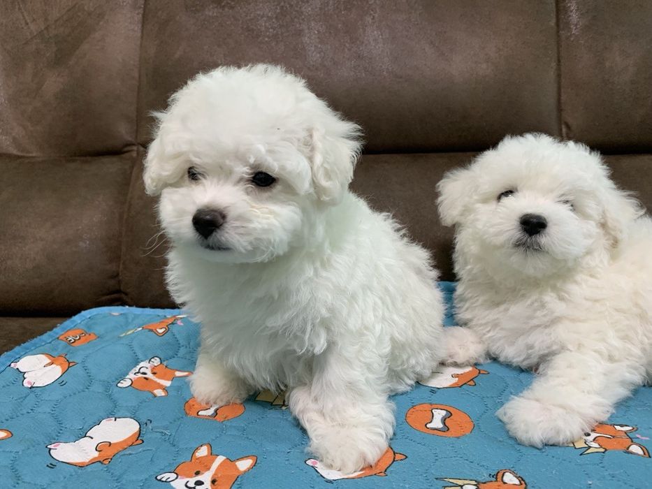 Цуценята Бішон-фрізе