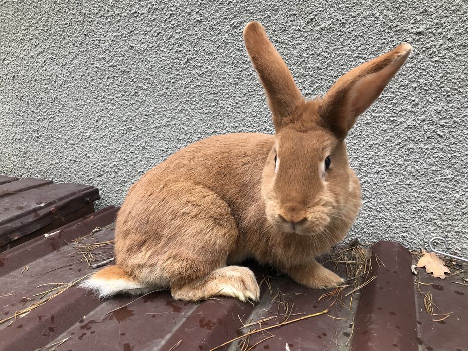 Króliki  ,samica i młode