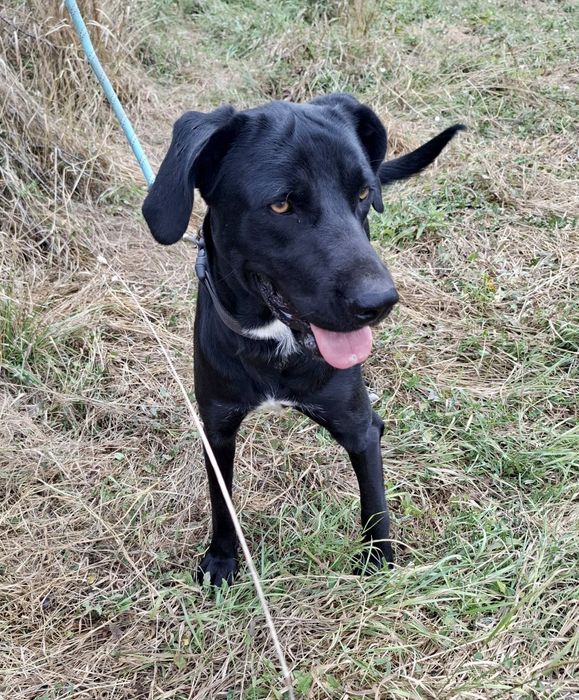 Cudowna Lulu-dobre psie serce, uratowana w Bułgarii.