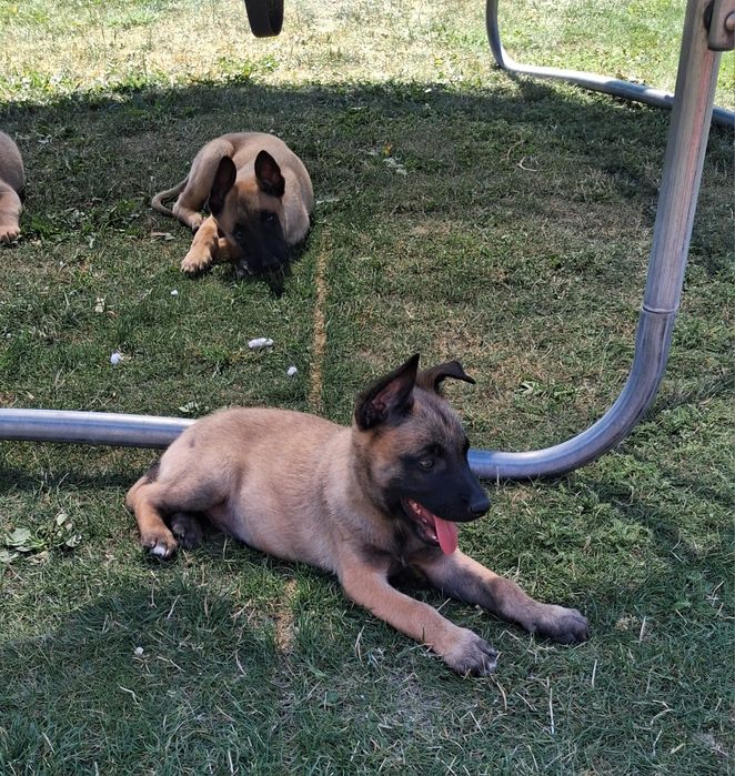 Owczarek belgijski Malinois