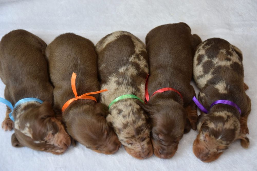 Jamnik merle miniatura