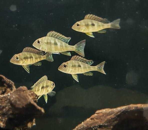 Ziemiojad Red Head Tapajos (Geophagus sp.) WYSYŁKA AKWAWIN