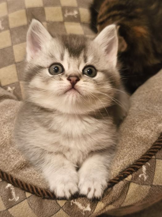Gatinho Scottish Straight