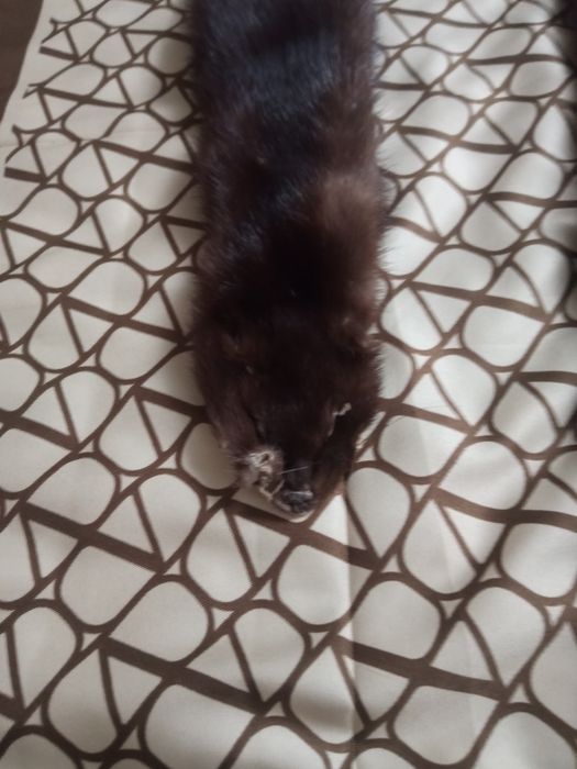 Продам хутро норки