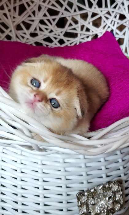 Ручные и ласковые котята золотая шиншилла