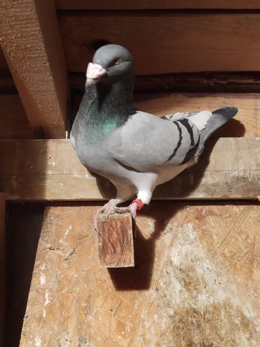 Gołębie pocztowe staropolskie