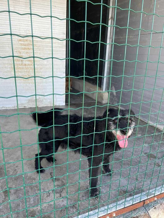 Baltazar - Para Adopção