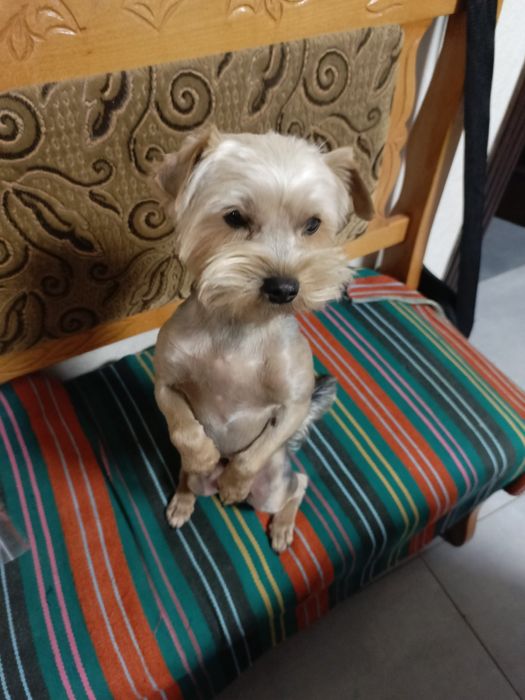 Йоркширський Терьер Запрошує подружку на В'язку