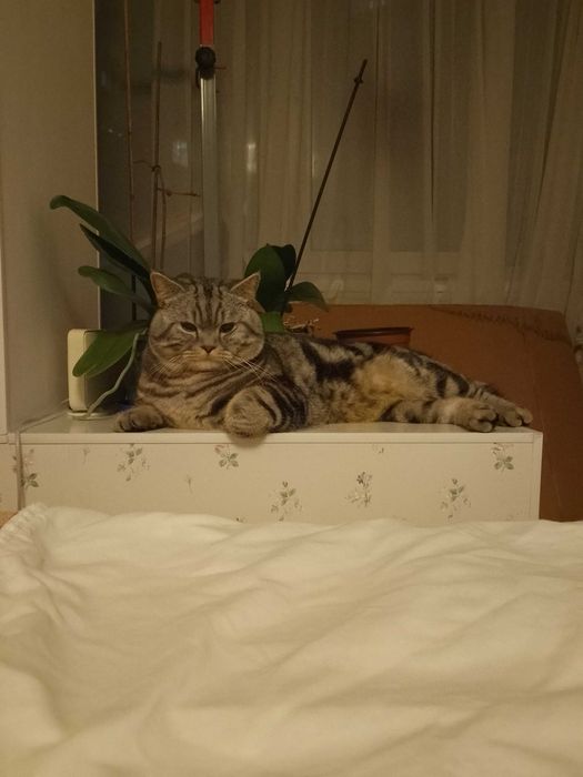 В'язка. Шотландський прямовухий кіт. Кот прямоухий шотландский. Вязка.