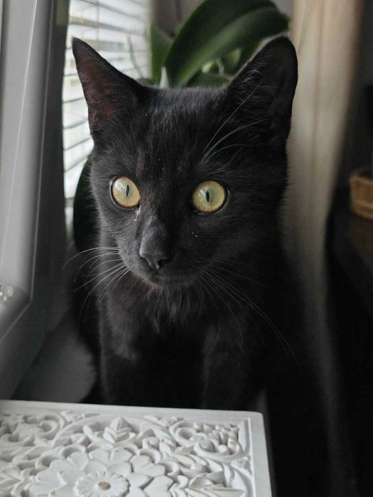 Ciastek z Fundacji Miasto Kotów