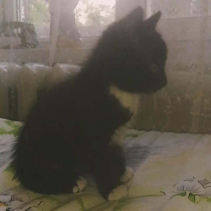 Бесплатно, котенок