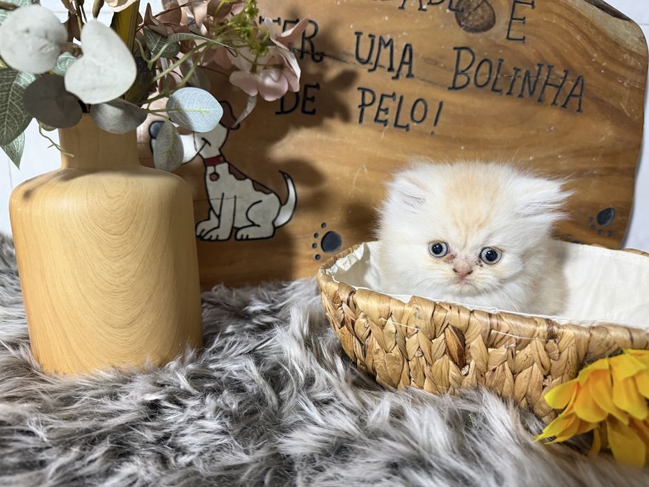 Gato persa menino
