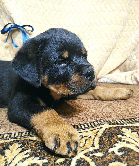 Готові до переїзду