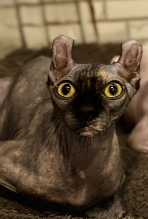 девочка эльф (Окрас черная черепаха)