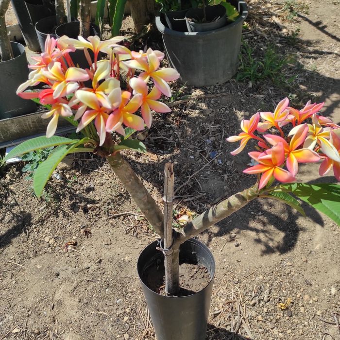 Pulmerias várias cores