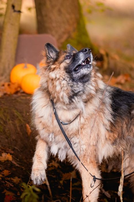 Brutus pies schronisko Rybnik