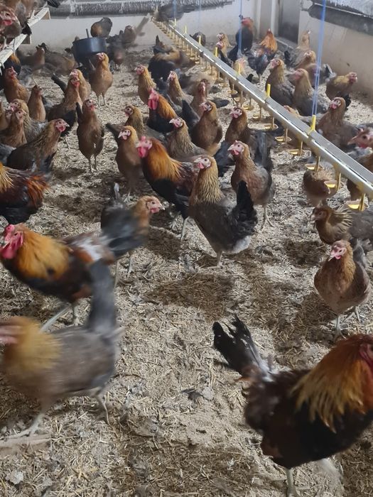 Jaja lęgowe od zielononóżki kuropatwianej
