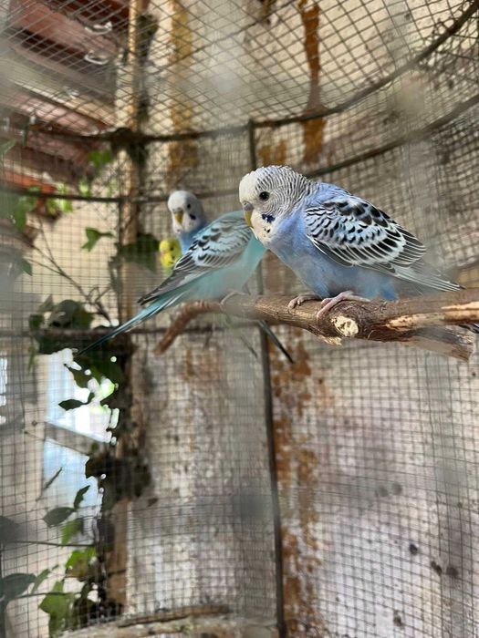 Periquitos Australianos Portador de Blackface