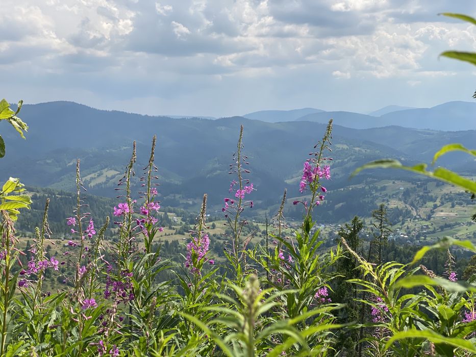 Карпатський Іван Чай ферментований з лавандою, карпатский иван чай