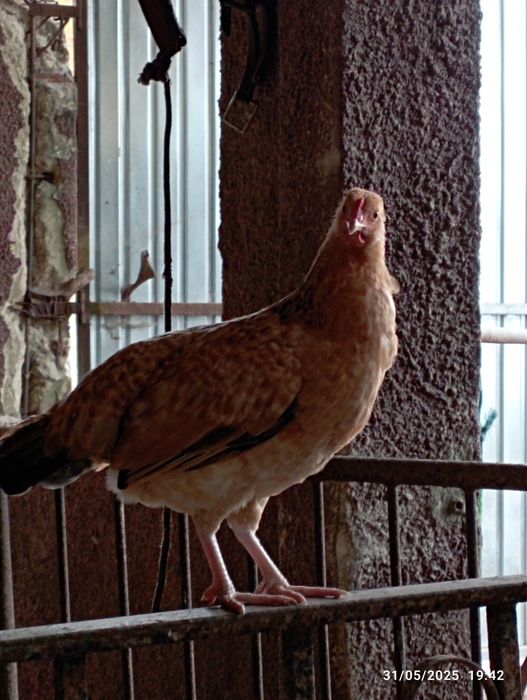 Vendo quatro garnizos