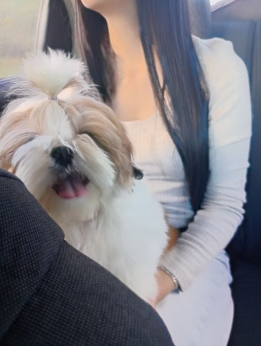 Неймовірні Щи-тцу (документи КСУ)