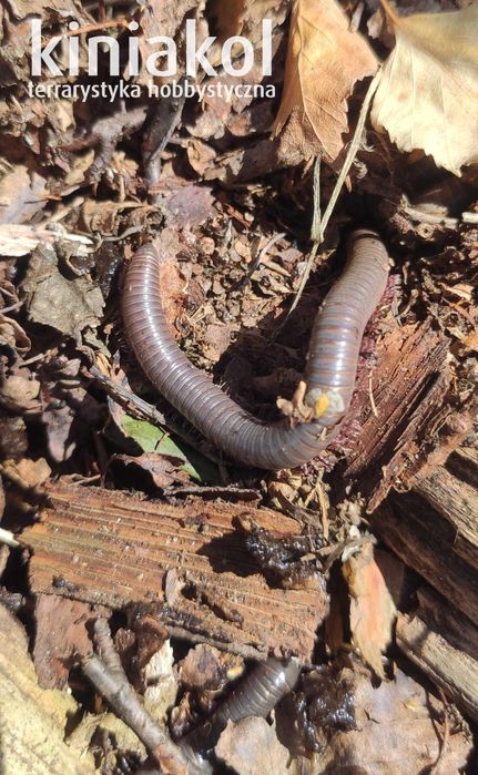 Krocionóg kenijski - Telodeinopus aoutii