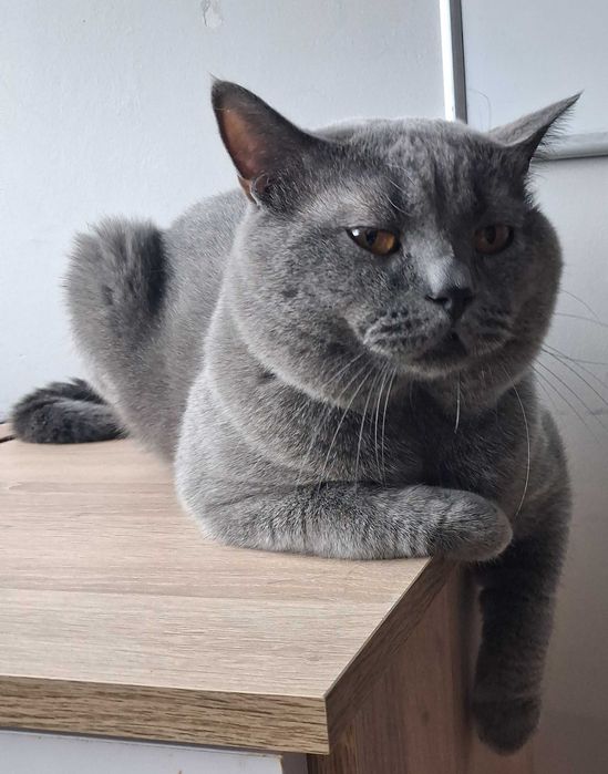 Reproduktor kot brytyjski krótkowłosy