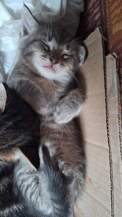 Котёнок в добрые руки