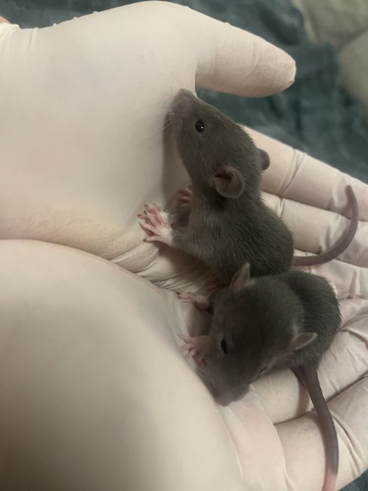 Szczurki samce i samiczki