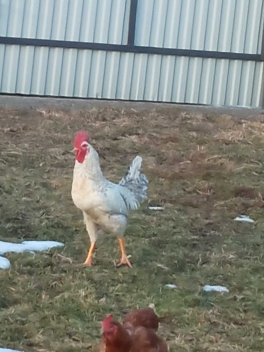 Півень Когут домашнього господарства