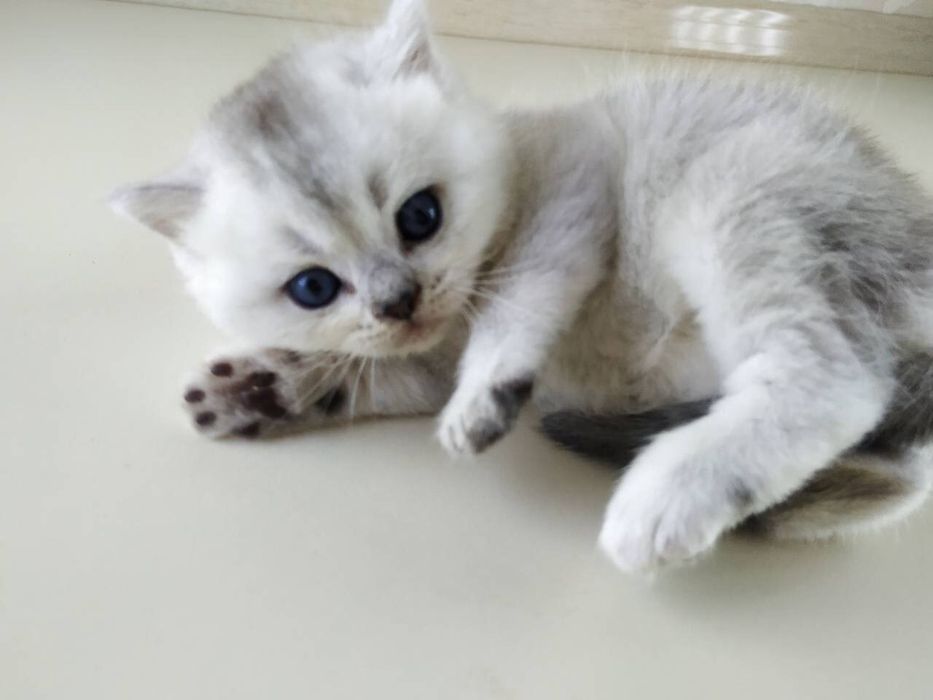 Шотландские котята серебристые шиншиллы страйтики