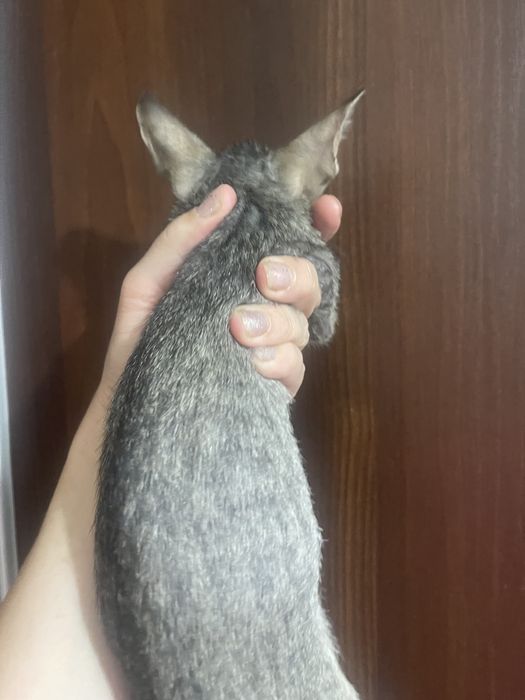 Хлопчик орієнтальний красунчик